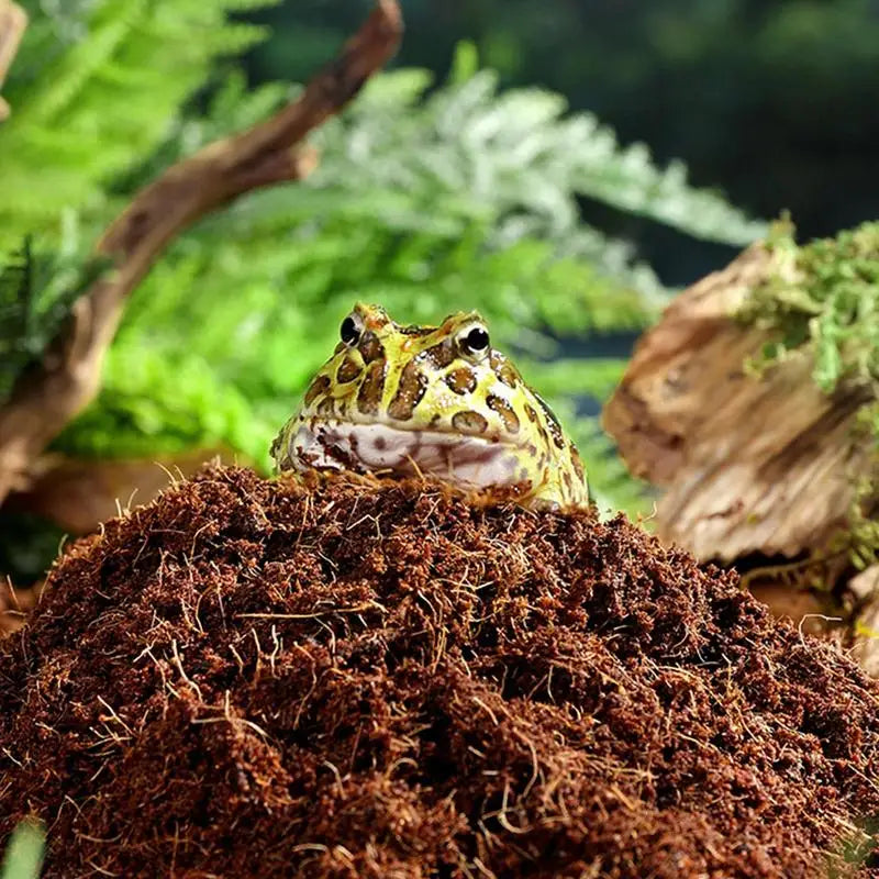 Coco Coir Substrate For Reptiles Snake Geckos Tortoises Frogs