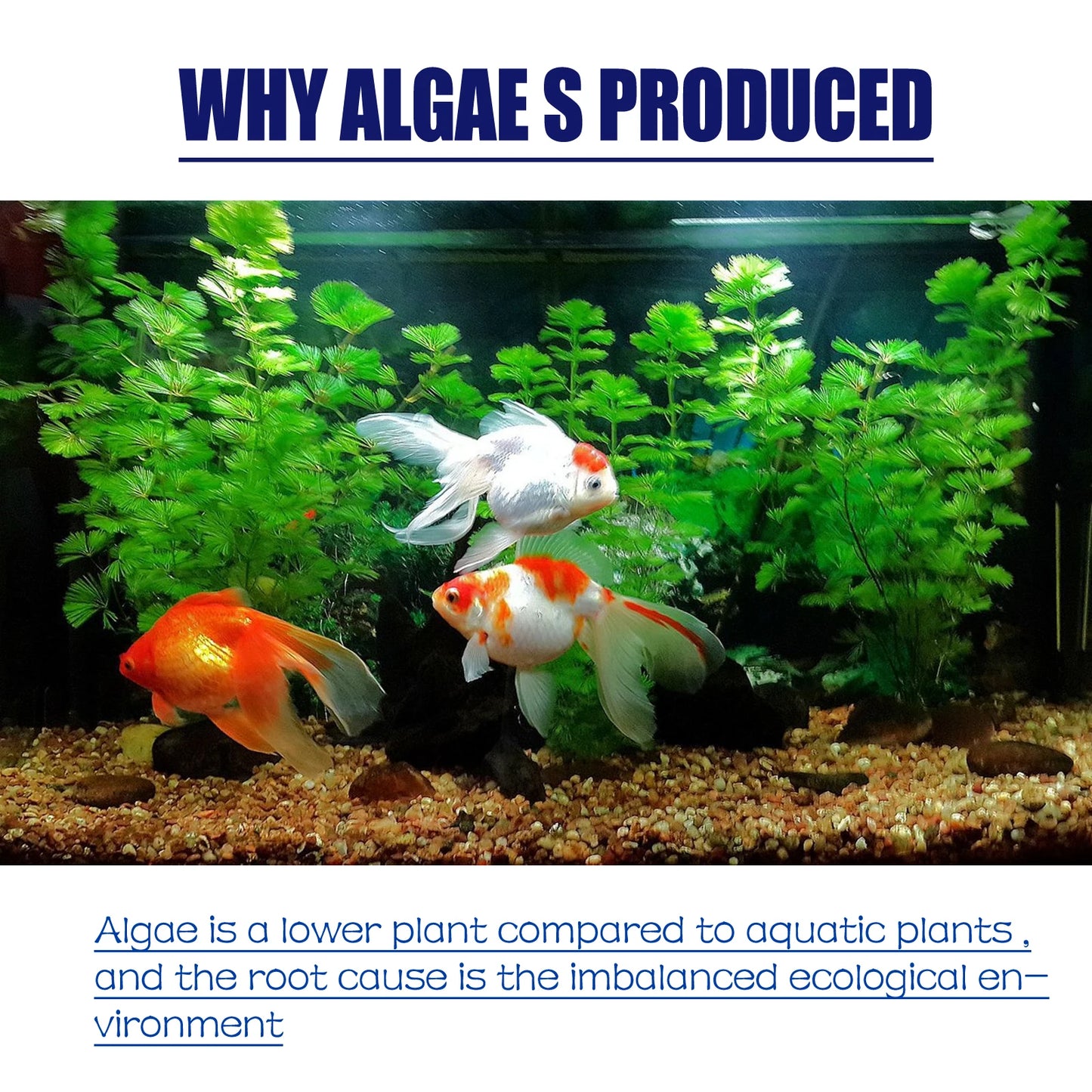 Aquarium Algae and Moss Remover Fast Acting for Clear Tanks