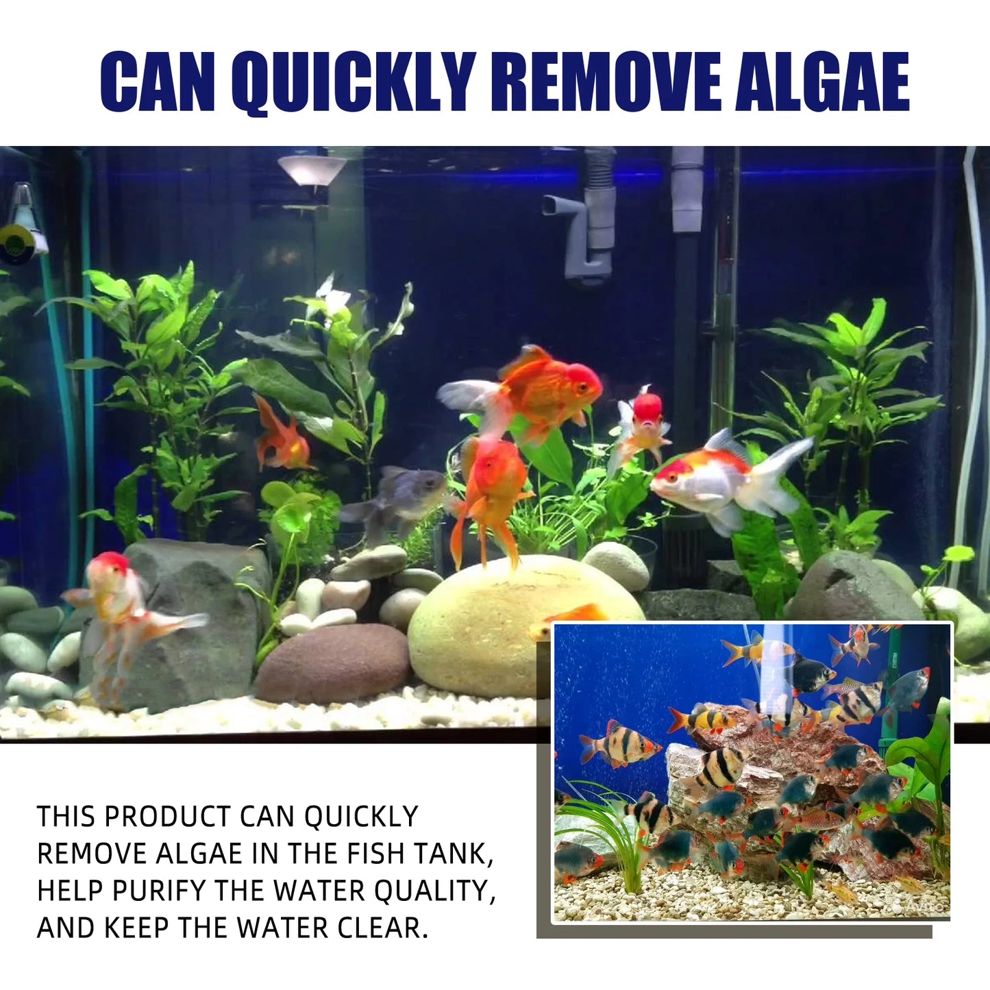 Aquarium Algae and Moss Remover Fast Acting for Clear Tanks