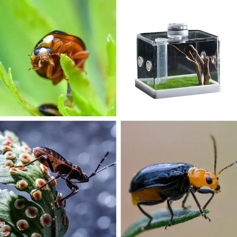 Liilaimic Spider Cage Reptile Hatching Box Breeding Tank