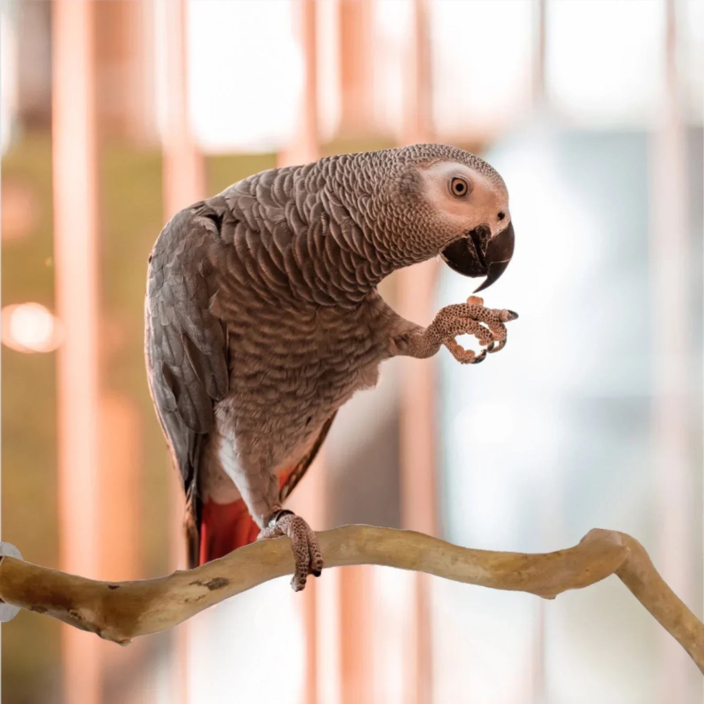 Parrot Perch Bird Stand Wooden Tree Stick Parakeet Climbing Branches