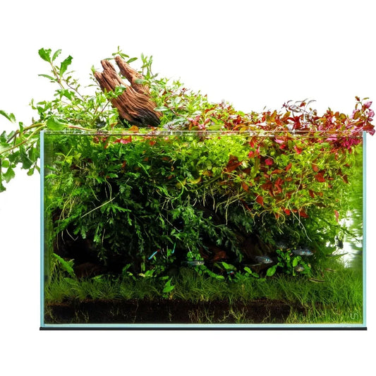 Ultra Clear Rimless Fish Tank With 45 Mitered Edge Glass