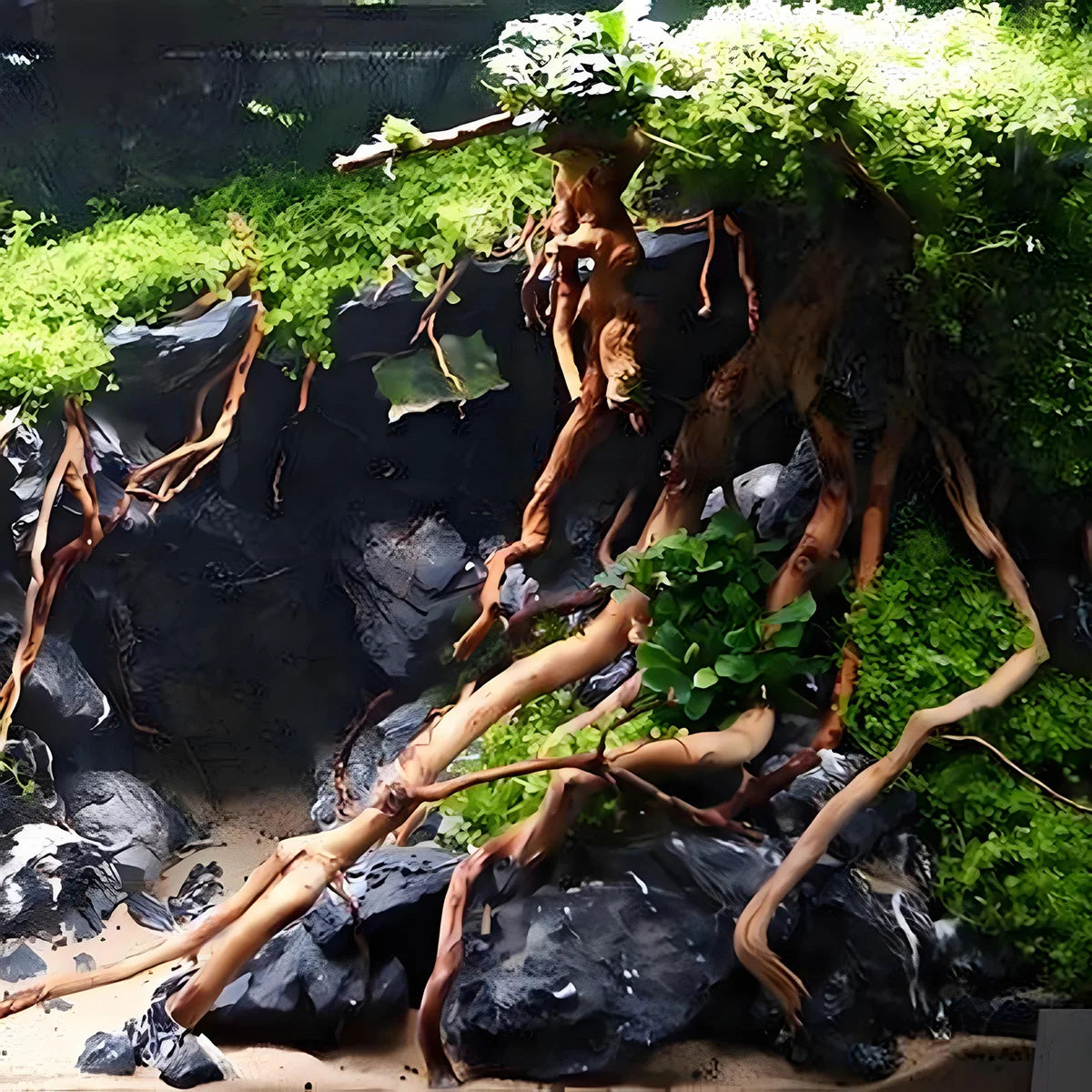 Natural Driftwood Root Trunk Aquarium Decor For Reptiles